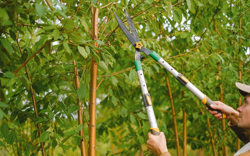 Tree trimming in Martha, OK
