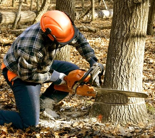 Tree Removal in Martha, OK